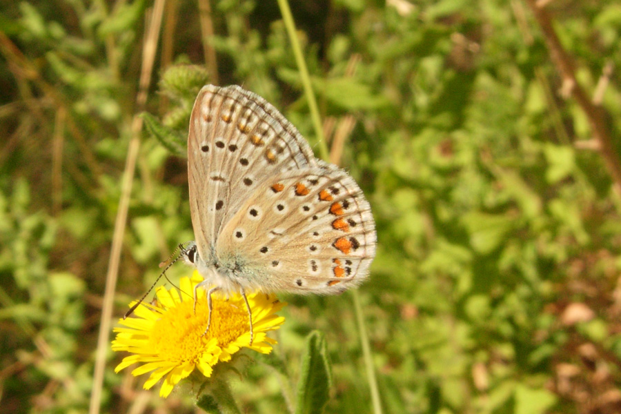 Polyommatus... che cosa?